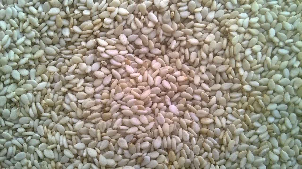 Sesame seed